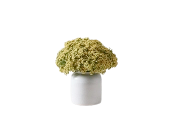 White Jar Vase